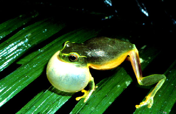  Litoria gracilenta ID = 