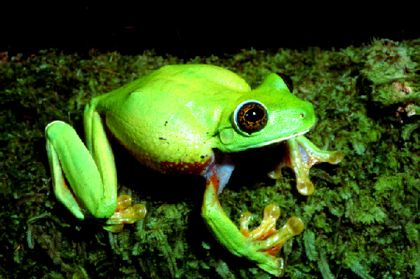  Litoria graminea ID = 