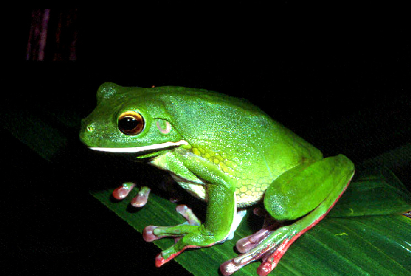  Litoria infrafrenata ID = 