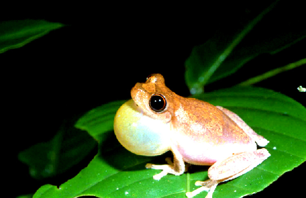  Litoria pygmaea ID = 