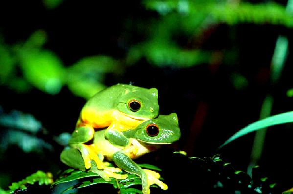  Litoria xanthomera ID = 