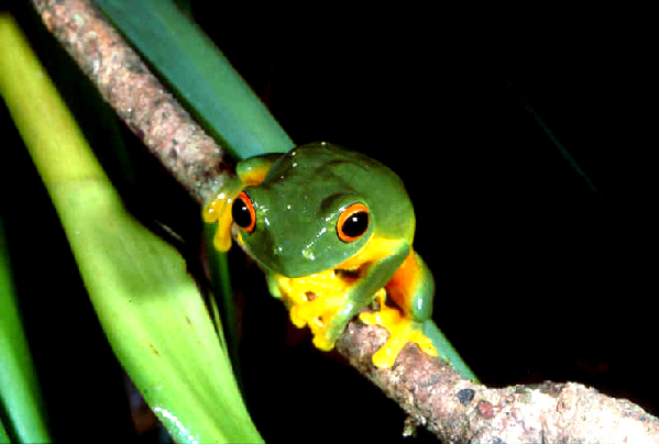  Litoria xanthomera ID = 