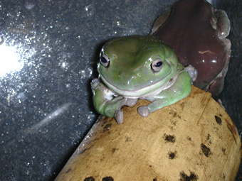  Litoria caerulea ID = 