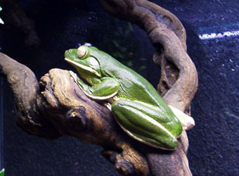  Litoria infrafrenata ID = 