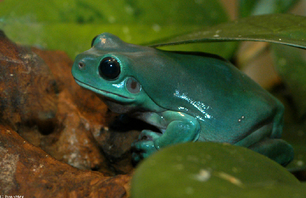  Litoria caerulea ID = 