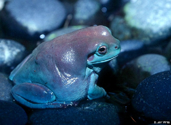  Litoria caerulea ID = 