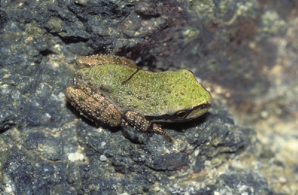  Pseudacris regilla ID = 