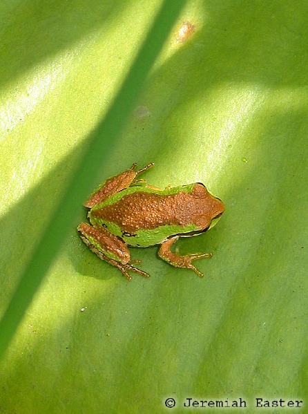  Pseudacris regilla ID = 