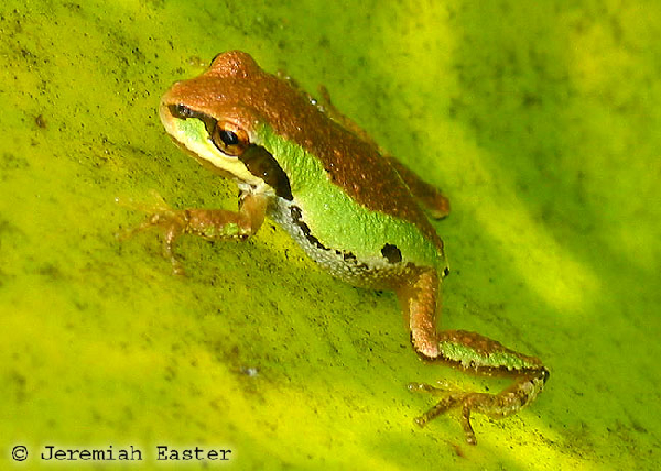  Pseudacris regilla ID = 