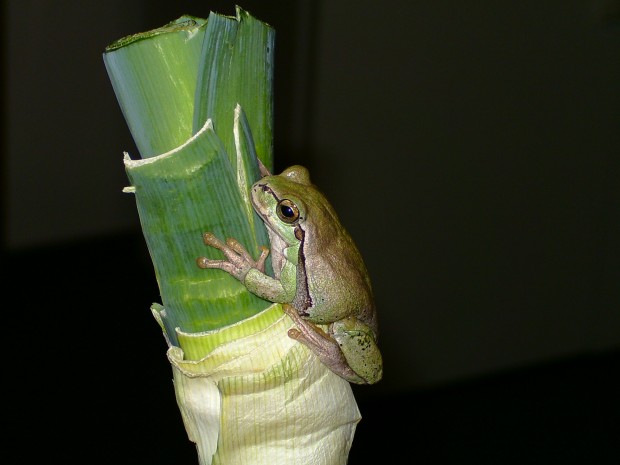  Hyla arborea arborea ID = 