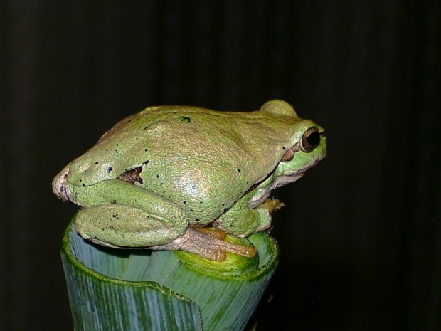  Hyla arborea arborea ID = 