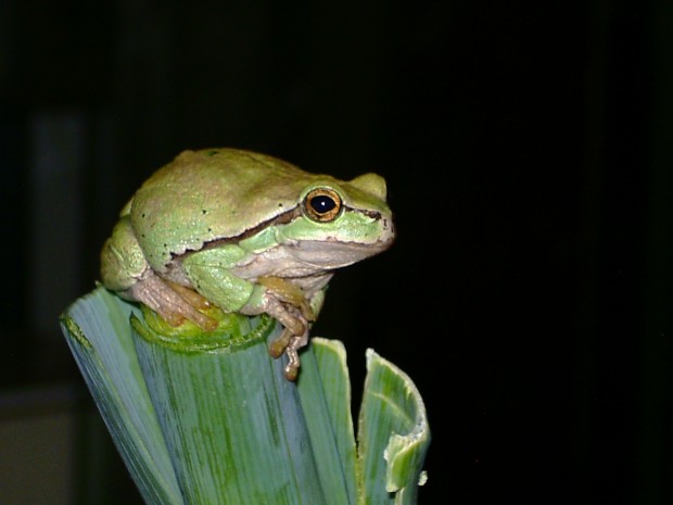  Hyla arborea arborea ID = 