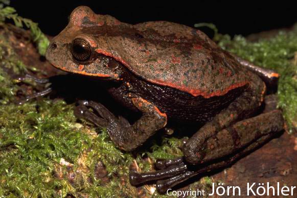  Gastrotheca testudinea ID = 