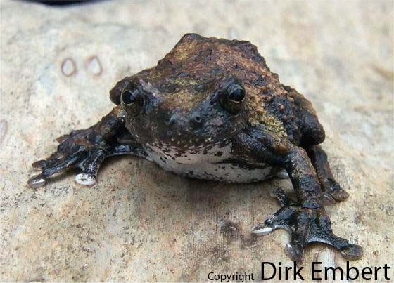  Hyla acreana ID = 