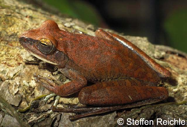  Hyla albopunctata ID = 