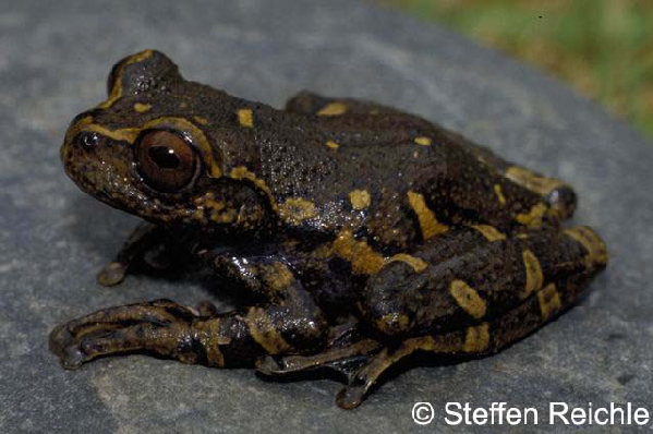  Hyla armata ID = 