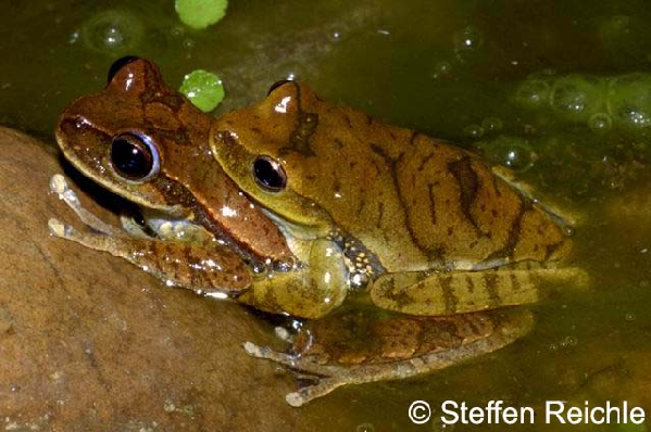  Hyla balzani ID = 