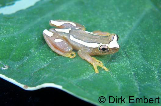  Hyla bifurca ID = 