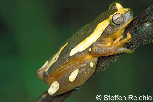  Hyla bifurca ID = 