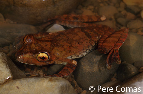  Hyla boans ID = 