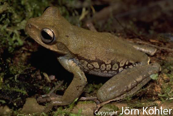  Hyla callipleura ID = 