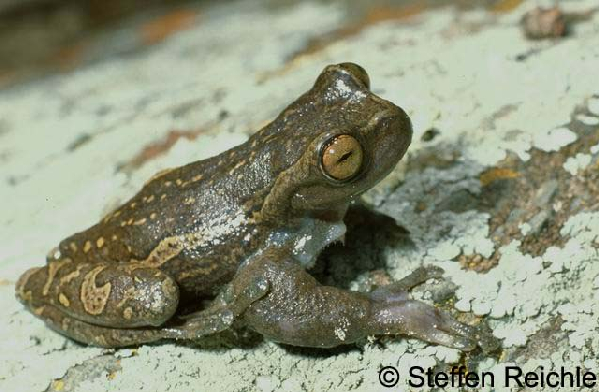  Hyla charazani ID = 