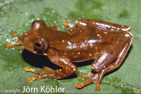  Hyla delarivai ID = 