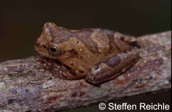  Hyla delarivai ID = 