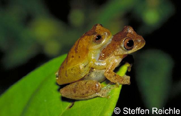  Hyla delarivai ID = 