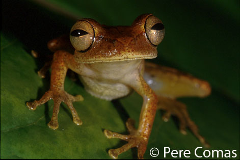  Hyla fasciata ID = 