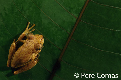  Hyla fasciata ID = 