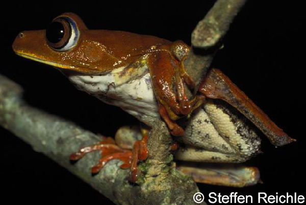  Hyla geographica ID = 