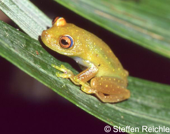  Hyla granosa ID = 