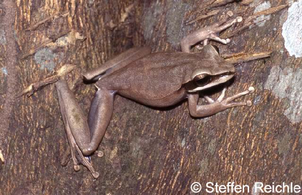  Hyla lanciformis ID = 