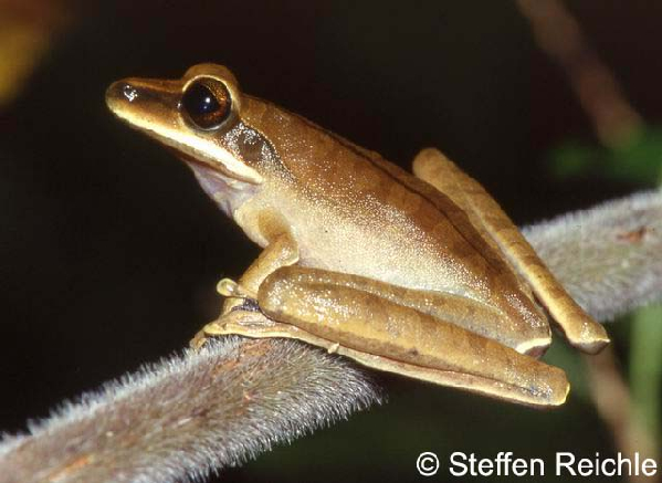  Hyla lanciformis ID = 