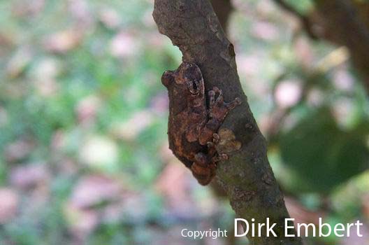  Hyla melanargyrea ID = 