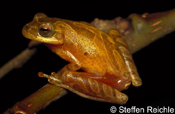  Hyla minuta ID = 