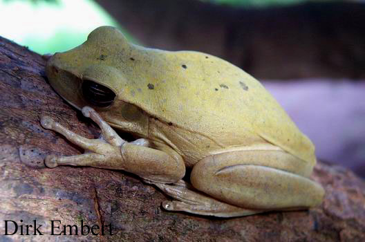  Hyla raniceps ID = 