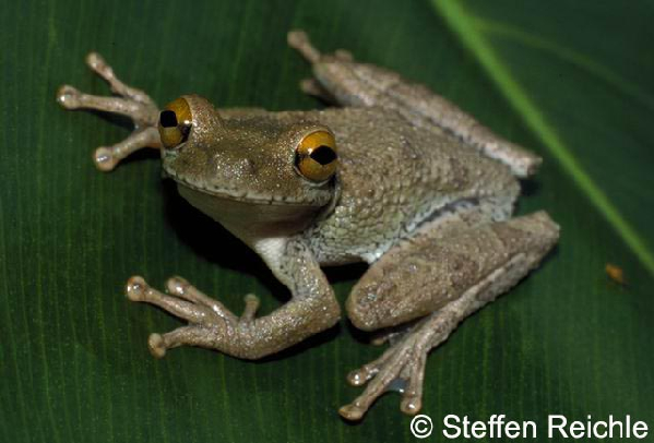  Osteocephalus buckleyi ID = 