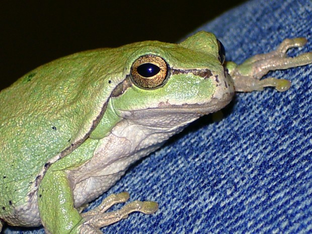  Hyla arborea arborea ID = 