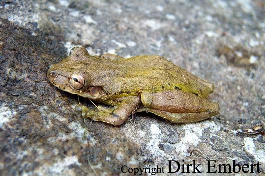  Scinax castroviejoi ID = 