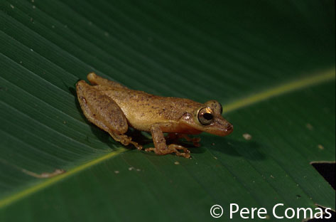  Scinax chiquitanus ID = 