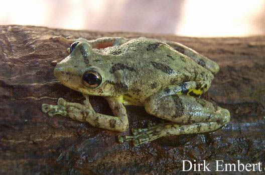  Scinax fuscovarius ID = 