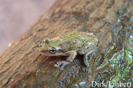  Scinax nasicus ID = 