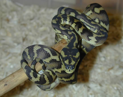  Irian Jaya Carpet Pythons ID = 