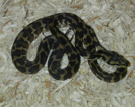  Irian Jaya Carpet Pythons ID = 
