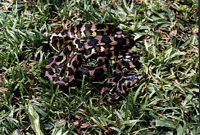  Morelia spilota ssp ID = 