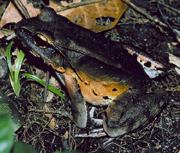  Leptodactylus pentadactylus ID = 