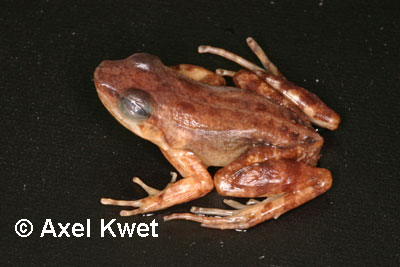  Crossodactylus sp. ID = 