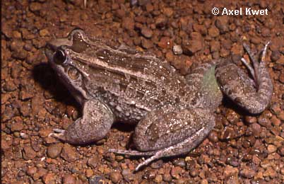  Leptodactylus chaquensis ID = 